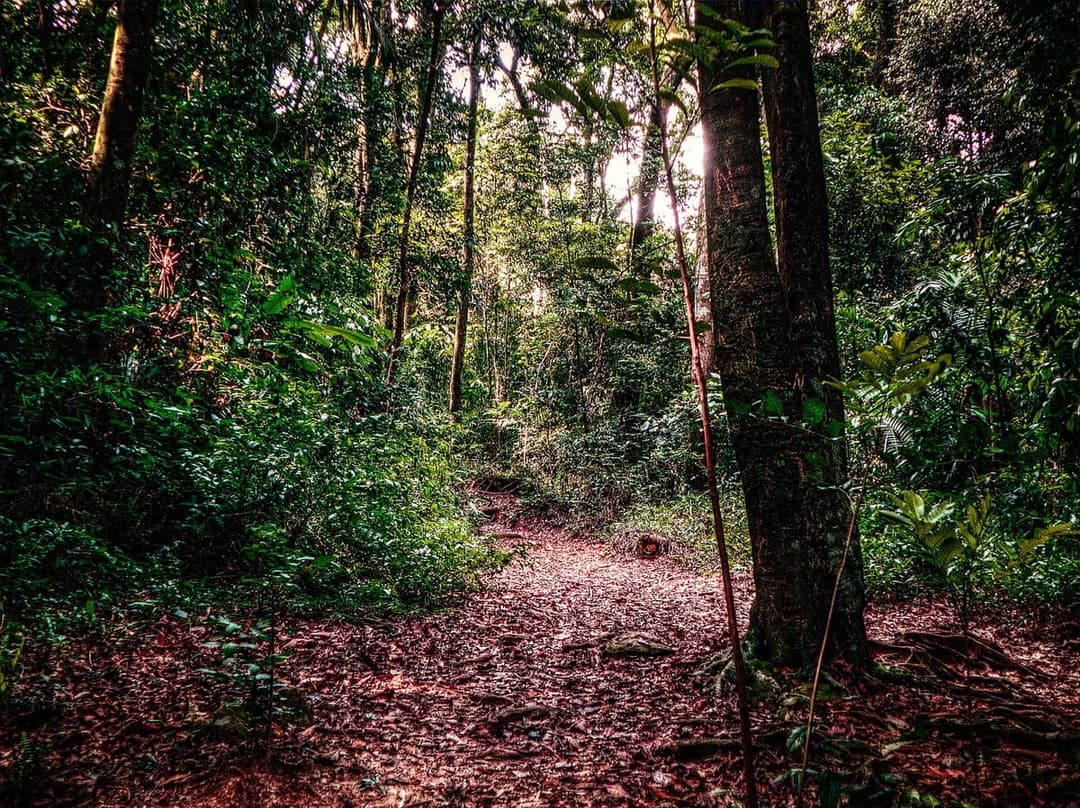Trilha do Pai Zé — Pico do Jaraguá